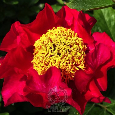 peony-gemina-527-1-1600x1600