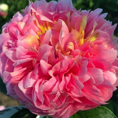 peony-putti-596-6-1600x16009