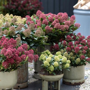 t11.skimmia_2018.5_0