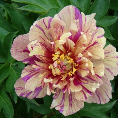 thumb_14829_800_800_crop