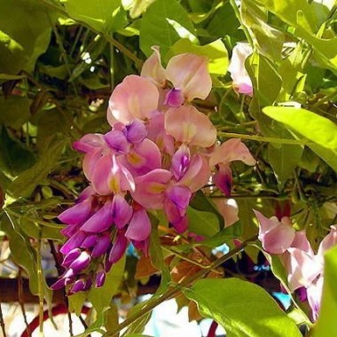 wisteria-floribunda-domino-glicynia