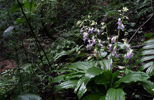 Садовые орхидеи: CALANTHE REFLEXA-КАЛАНТА REFLEXA